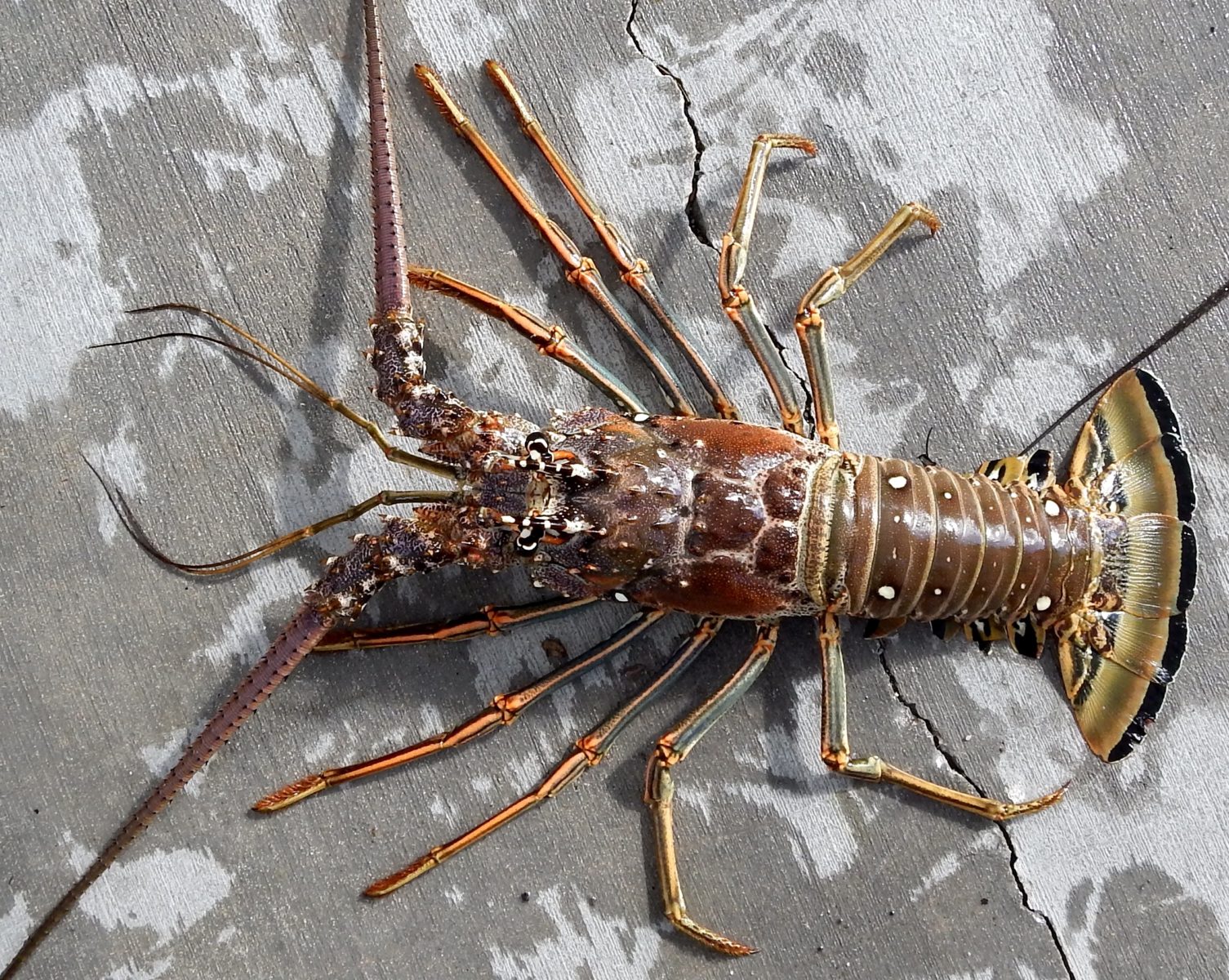 Florida Keys twoday lobster miniseason arrives July 25 and 26 KONK Life