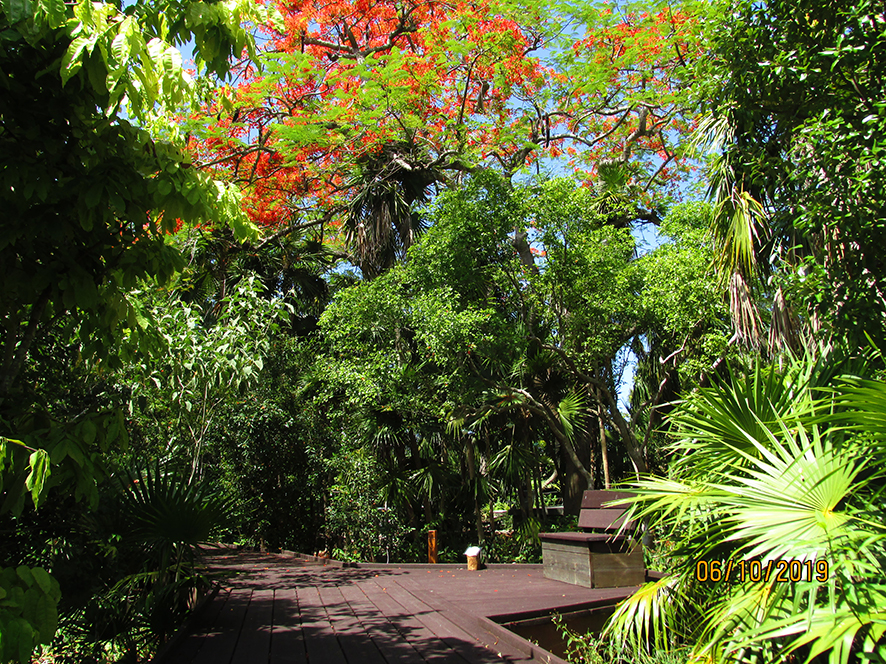 Key West Tropical Forest Botanical