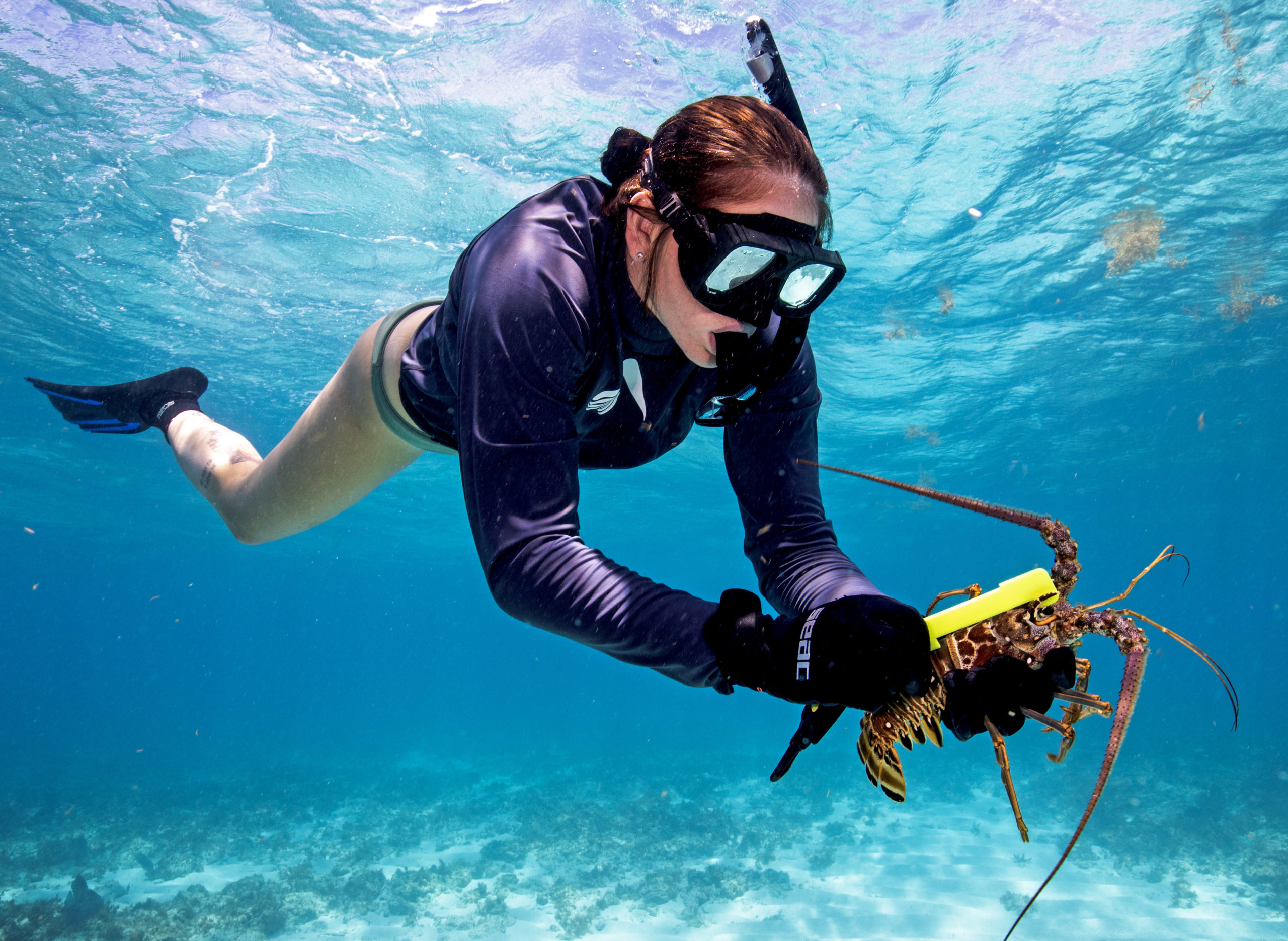 Responsible Harvesting Urged During Florida Keys Lobster Season KONK Life